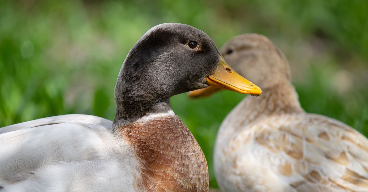découvrez comment cuisiner un magret de canard tendre et savoureux avec nos recettes faciles et gourmandes.