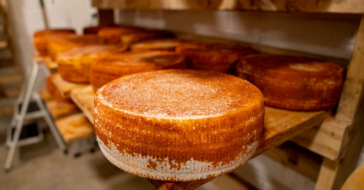 découvrez notre sélection de fromages fermentés, riches en saveurs uniques et bienfaits pour la santé, parfaits pour les amateurs de produits authentiques et artisanaux.