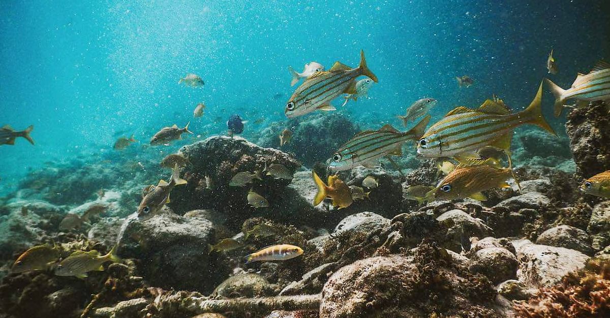 découvrez tout sur les poissons : espèces, habitats, alimentation et conseils pour l'aquariophilie et la pêche.