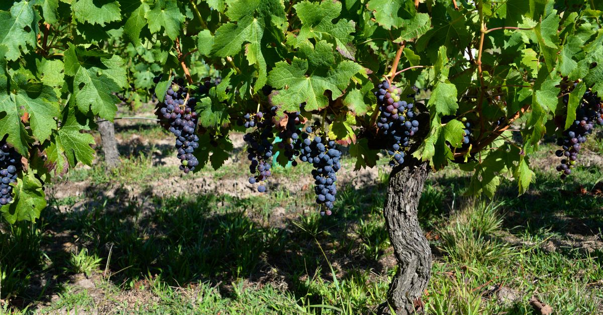 Les cépages français incontournables pour un vin d&rsquo;exception