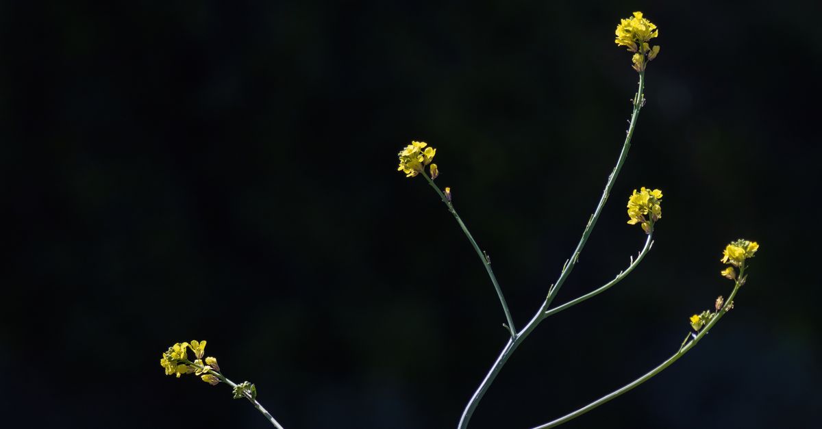 découvrez tout sur le génépi, cette plante alpine utilisée pour ses vertus aromatiques et médicinales, ainsi que pour la fabrication de délicieuses liqueurs traditionnelles.
