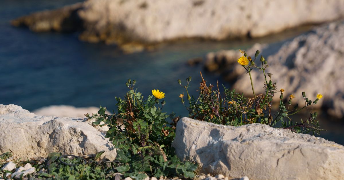 découvrez le génépi, cette plante alpine aux propriétés aromatiques uniques, utilisée pour élaborer des liqueurs traditionnelles savoureuses et appréciées en montagne.