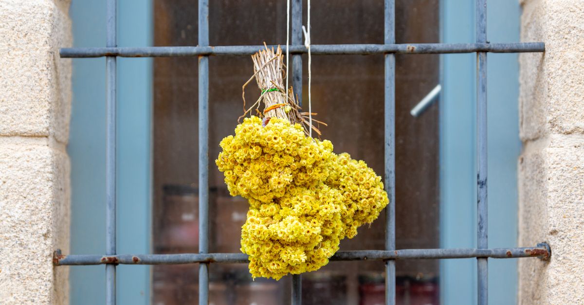 découvrez le génépi, une plante alpine aux vertus médicinales et à l'arôme unique, utilisée pour créer une liqueur traditionnelle savoureuse.