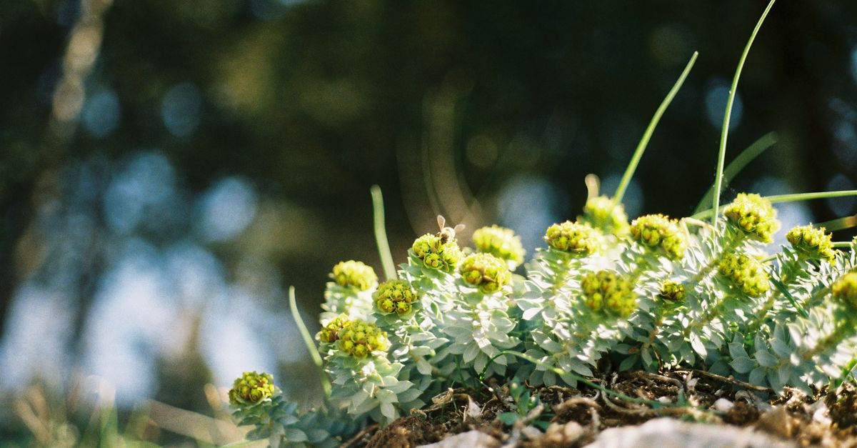 découvrez le génépi, une plante alpine aux nombreuses vertus, utilisée pour élaborer des liqueurs traditionnelles et apprécié pour ses propriétés aromatiques uniques.