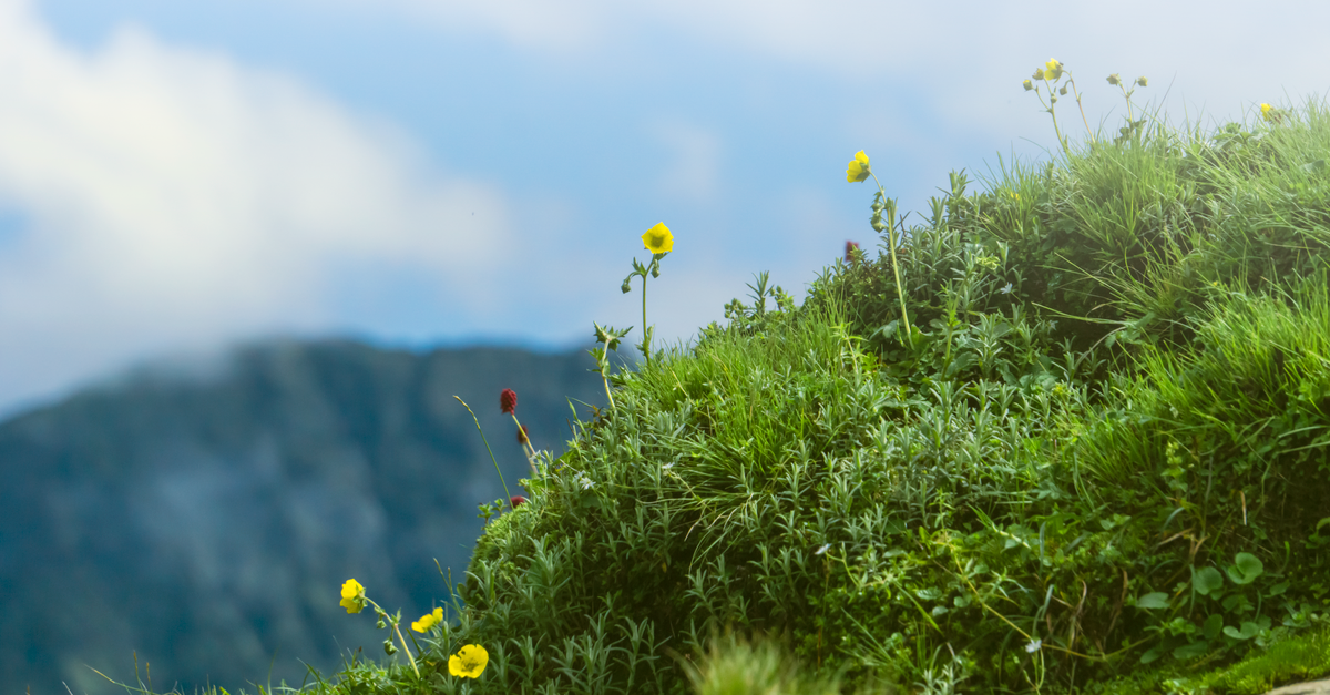 découvrez le génépi, cette plante alpine utilisée pour ses vertus médicinales et son rôle incontournable dans la fabrication de l'apéritif traditionnel des montagnes.