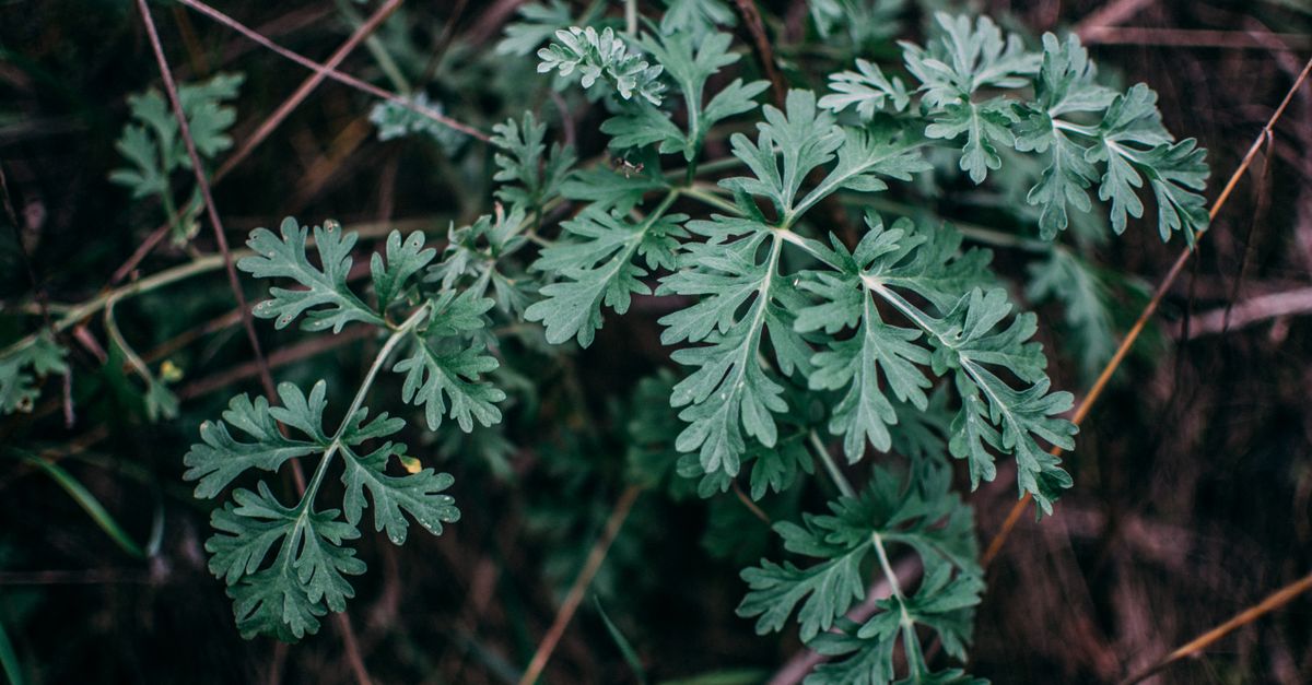 Tout savoir sur la plante d&rsquo;absinthe : culture, usages et bienfaits