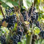 Histoire et recette de la communarde au cassis et vin rouge 11 découvrez le vin rouge blackcurrant communard, un mélange riche et fruité aux notes intenses de cassis, parfait pour accompagner vos repas et moments conviviaux.
